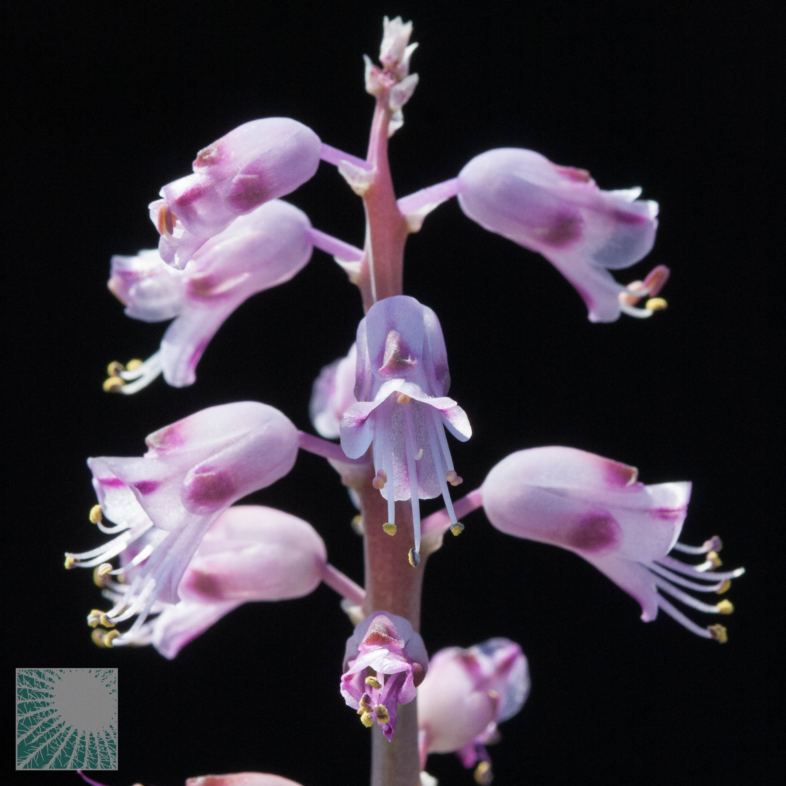 Lachenalia 