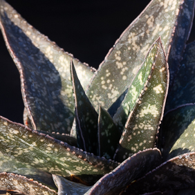 Gasteria 