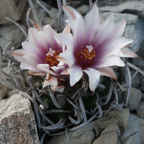 Turbinicarpus 