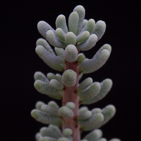 Portulacaria 