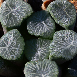 Haworthia 