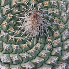 Strombocactus 