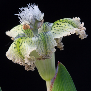 Ferraria 