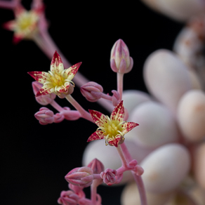 Graptopetalum 