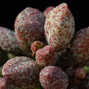 Adromischus 