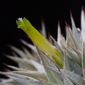 Bromeliaceae 