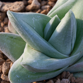 Gasteraloe 