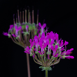 Pelargonium 
