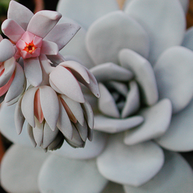 Echeveria 