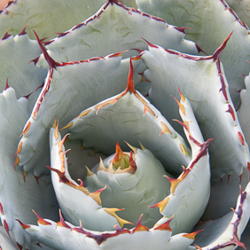 Agave 