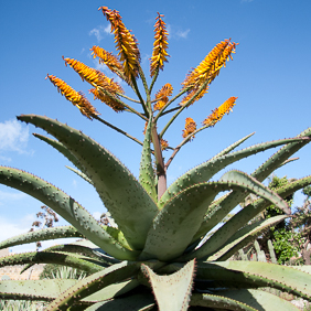 Aloe 