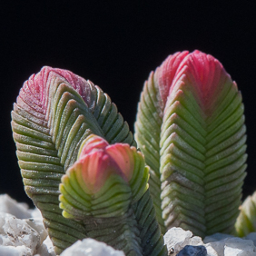 Crassula 