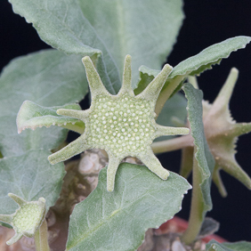 Dorstenia 