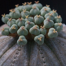 Euphorbia 