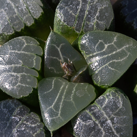 Haworthia 