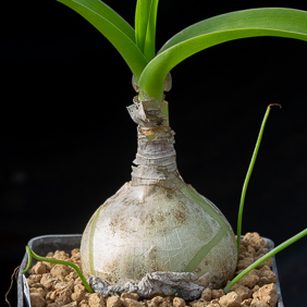 Ornithogalum 