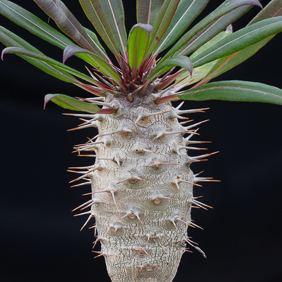 Pachypodium 