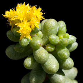 Sedum 