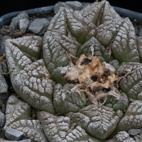 Ariocarpus 