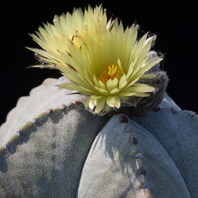 Astrophytum 