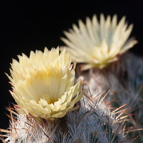 Coryphantha 