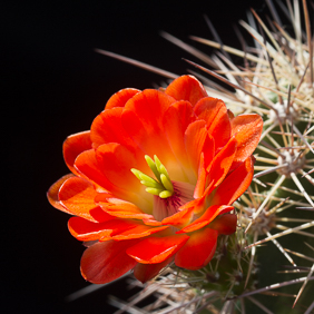 Echinocereus 