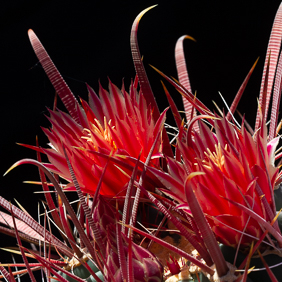 Ferocactus 