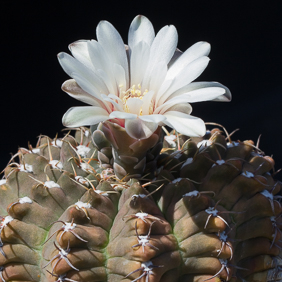 Gymnocalycium 