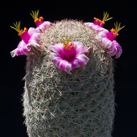 Mammillaria 