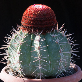 Melocactus 