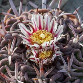 Stenocactus 