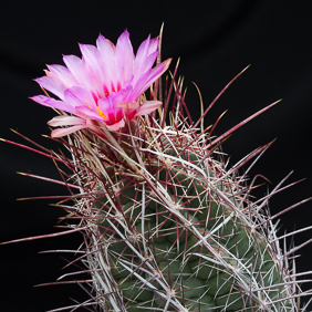 Thelocactus 