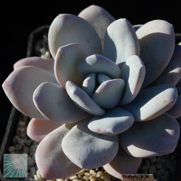 Echeveria laui, esemplare intero.