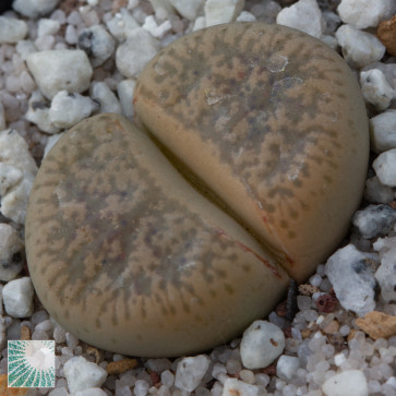 Lithops gesinae, immagine dell'intero esemplare.