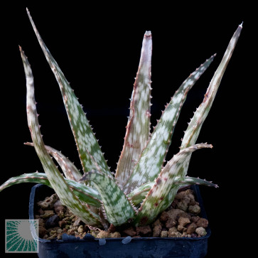 Aloe cv. Lizard Lips, esemplare intero.