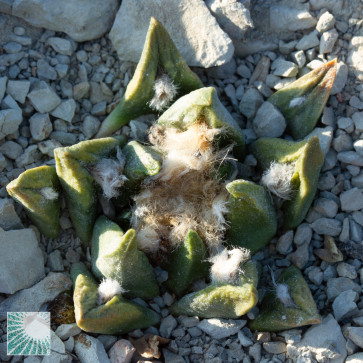 Ariocarpus × FISAGA, immagine dell'intero esemplare.