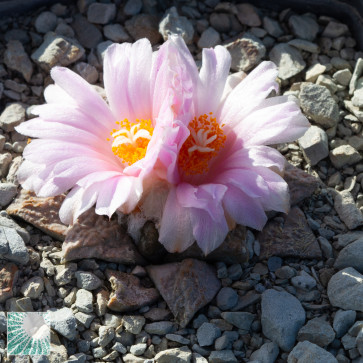 Ariocarpus × RETFIS, esemplare in fiore. 