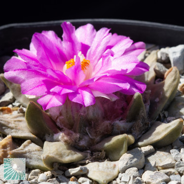 Ariocarpus × RETFIS, esemplare in fiore. 