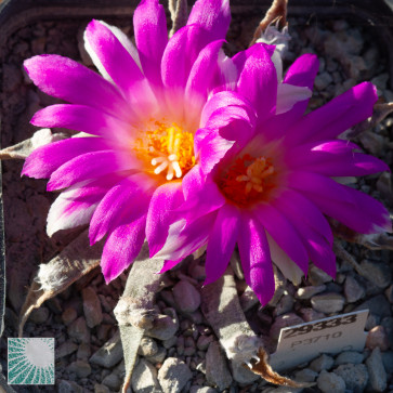 Ariocarpus agavoides, esemplare in fiore. 