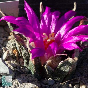 Ariocarpus agavoides, esemplare in fiore. 