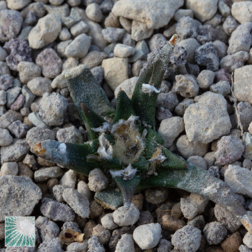 Ariocarpus agavoides, esemplare sradicato.  La sfera d'acciaio nella foto misura 1 cm di diametro.