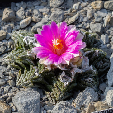 Ariocarpus bravoanus ssp. hintonii, esemplare intero.