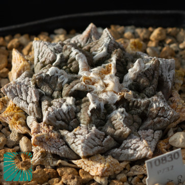 Ariocarpus fissuratus, immagine dell'intero esemplare.