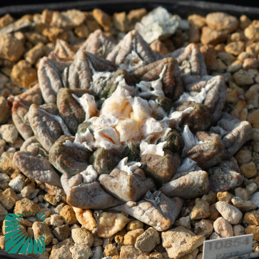 Ariocarpus fissuratus, immagine dell'intero esemplare.