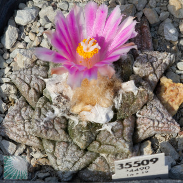 Ariocarpus fissuratus, immagine dell'intero esemplare.