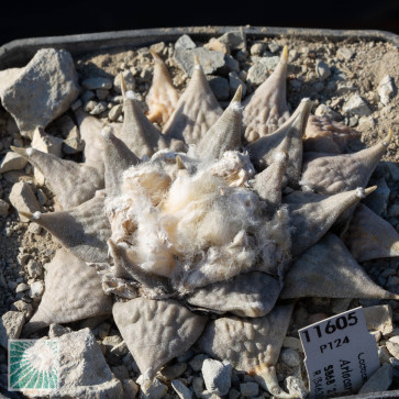 Ariocarpus retusus, esemplare intero.