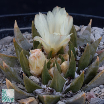 Ariocarpus trigonus, esemplare in fiore. 