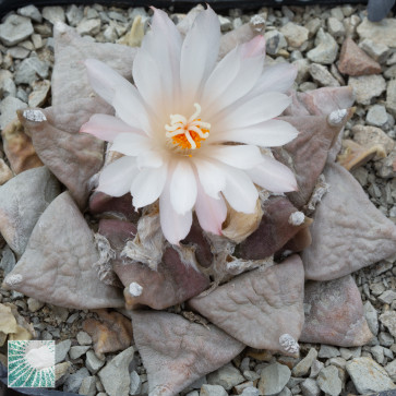 Ariocarpus furfuraceus, esemplare in fiore. 