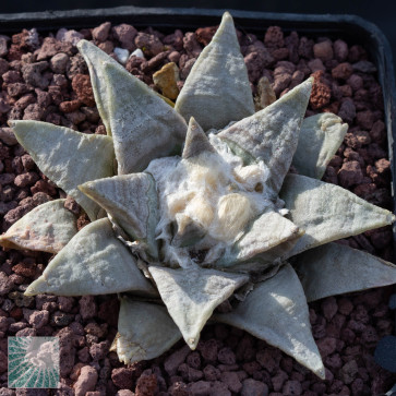 Ariocarpus retusus, immagine dell'intero esemplare.