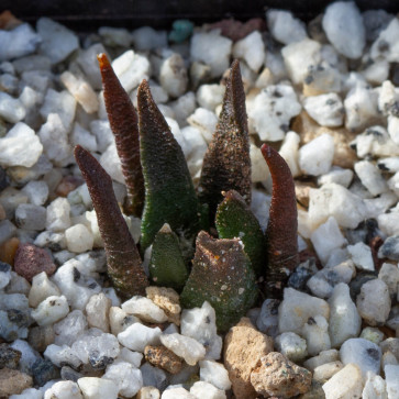 Ariocarpus scaphirostris, esemplare intero.